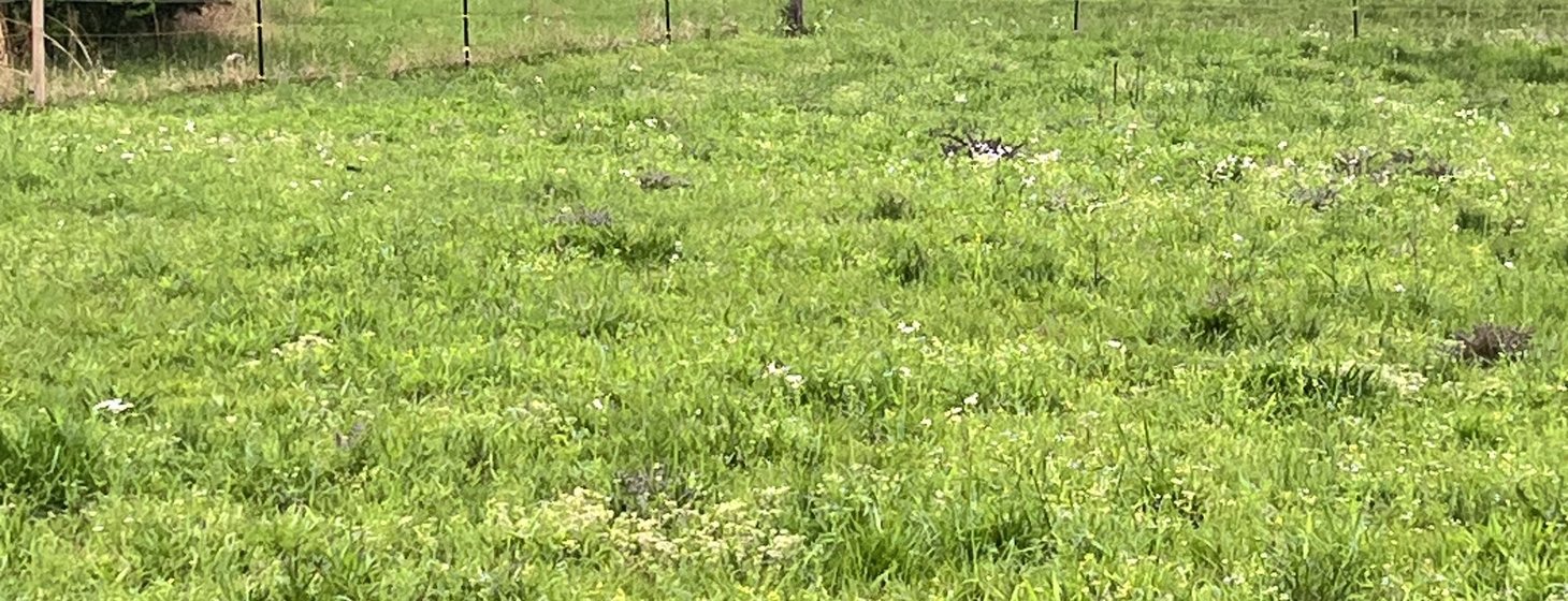 Fenced pasture with tree line at Ivy Rose Ranch